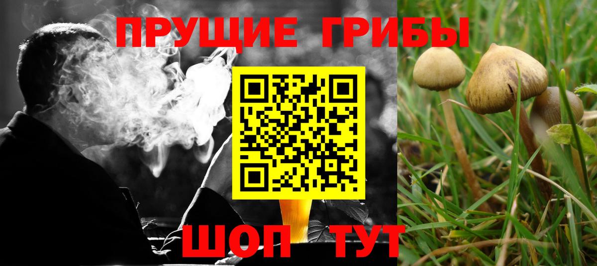 где можно купить   Псилоцибиновые грибы мицелий  Вход с VPN  Тулун 